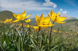 Dramatic landscapes with stunning flowers are a feature of our Sibillini phogographic holidays